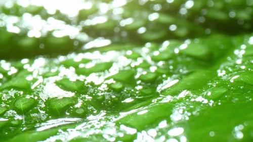 A close-up view of a green leaf covered in numerous water droplets.