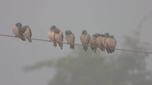 Birds Perched on a Wire on a Foggy Day