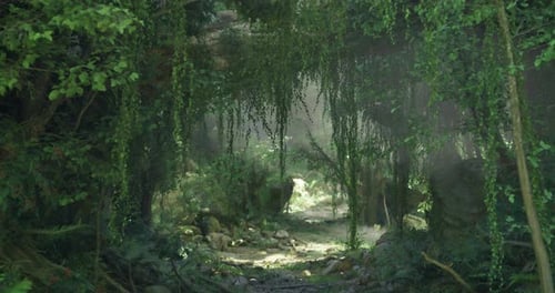 Lush Forest Pathway Illuminated By Soft Sunlight and Surrounded By Greenery