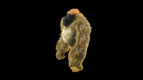 14 Gorilla tanzt HD
