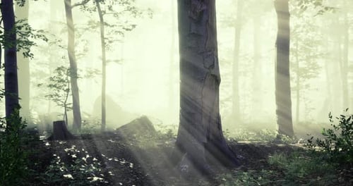 Dappled Sunlight Filters Through Trees in a Tranquil Forest Ambiance