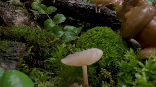 Mushrooms Grow on Moss After Rain Fungi Forest Background Autumn Macro Shot