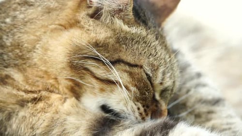 A Cute Happy Grey Tabby Kitten Lies and Rests on the Floor of the Park in the Rays of Sunlight Looks