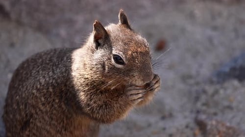 Adorable Beach Squirrel Eating On A Rocky Shore During Summer. Close up