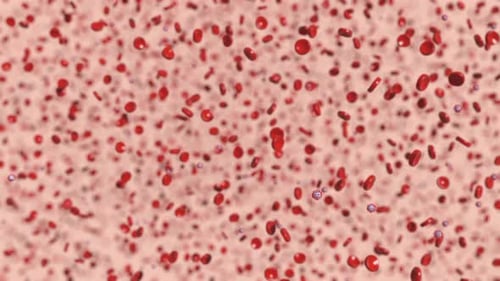 Viruses Platelets Inside Structure Health Care