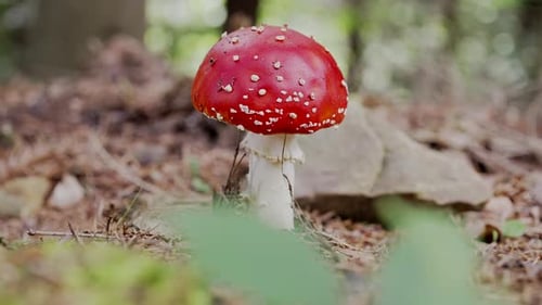 Single Toxic and Hallucinogen Fly Agaric with Bright Red Cap Stands in Forest