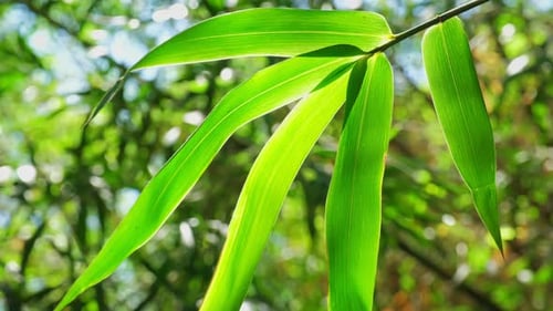 Bamboo Leaves Close Up
