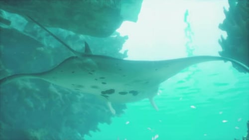 A Manta Ray Swimming in the Ocean