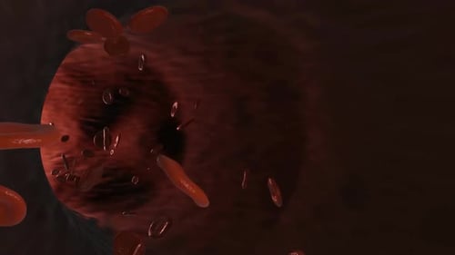 Blood Cells Flowing in Vessel Medical Science Animation