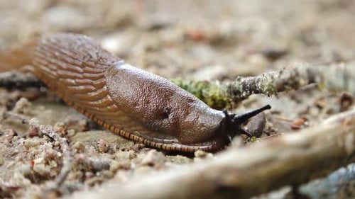 Nahaufnahme einer braunen Gartenschnecke, die auf Waldboden kriecht