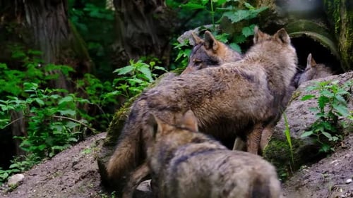 Three Wolves In Forest With One In Foreground