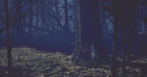 Mysterious Forest at Dusk Revealing Shadows and Whispers of Nature