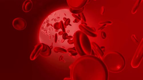 Red Blood Cells Flowing in Bloodstream 3D Animation