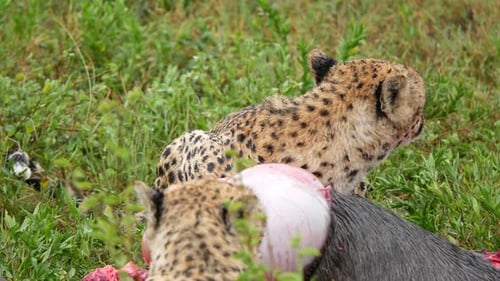 Leopard feeding live animal prey raw meat wildlife wild catch documentary wild