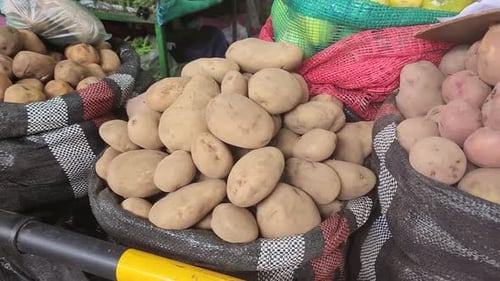 Video of sacks of potatoes in a market in Lima, Peru. Many different type potatoes, yellow, white, r