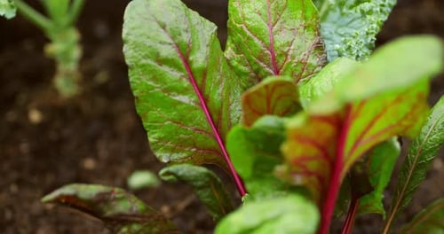 Bette à carde poussant dans une jardinière. Légumes verts dans la plantation.