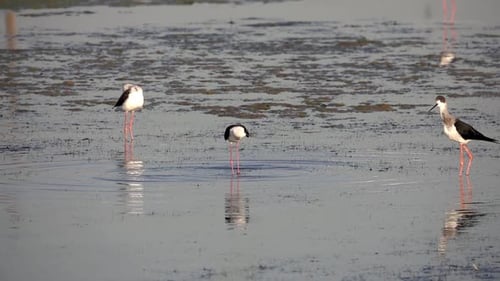 Black winged stilt bathing in lake