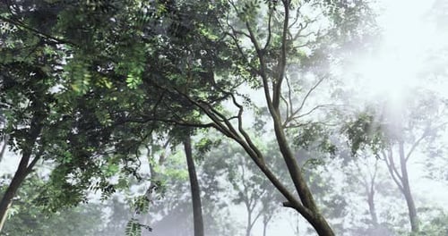 Misty Forest with Sunlight Filtering Through Tree Branches in Morning