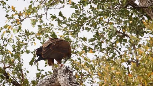 Bateleur Eagle in Kgalagadi transfrontier park, South Africa