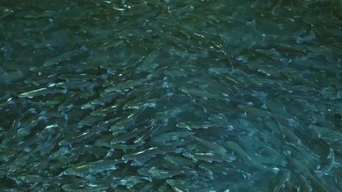 Lot of Trout Fish in Farm Pond