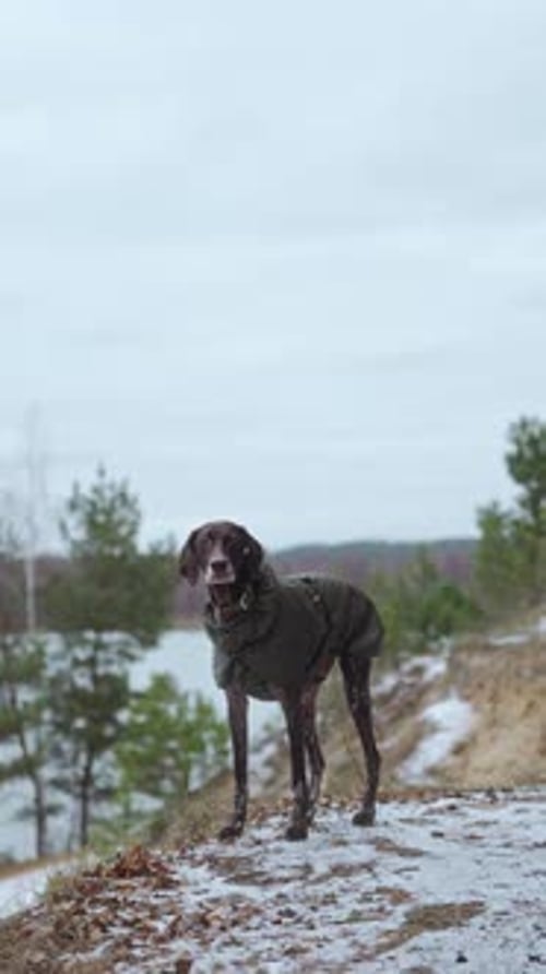 a Dog in a Blanket Stands on the Shore of a Forest Lake on a Winter Cloudy Day
