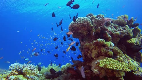 Vibrant Coral Reef with Schools of Colorful Fish