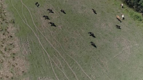 Cows grazing on pasture, landscape rural scene beautiful sunny day