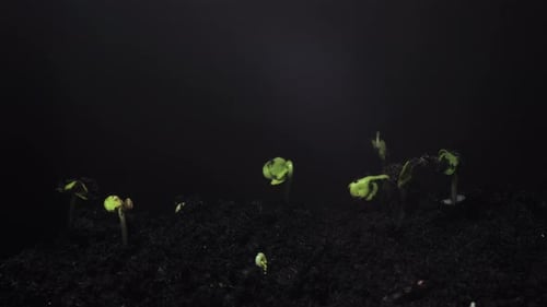 Sprouts Germinating in a Time Lapse