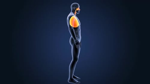 3D Human Respiratory System Anatomy Rotating and Breathing Animation