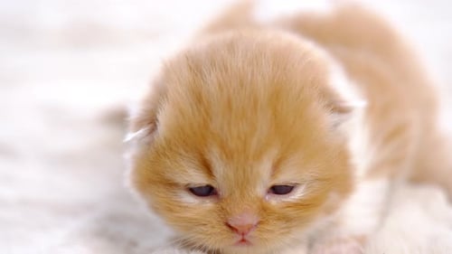 Bebé gato británico de pelo corto en 4K jugando sobre una manta en la sala de estar.