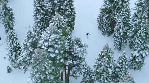 Aerial Top View of Skier Riding Through Snowy Forest