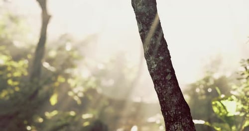 Sunlight Filtering Through Trees in a Misty Forest During Early Morning Hours