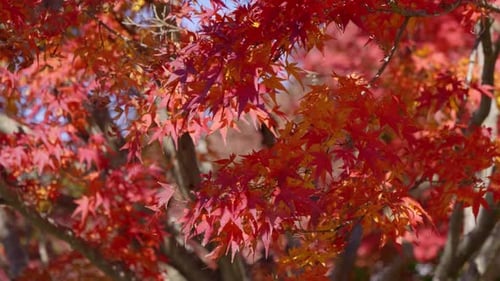 Beautiful vibrant red maple leafs waving softly in wind