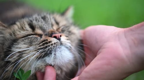 Man Gently Stroking a Joyful Cat Beneath Its Chin on a Warm Summer Day
