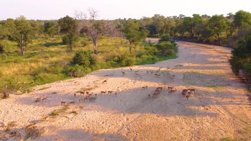 Large Group Of Wild African Deers At Kruger National Park, South Africa. Aerial Drone Shot