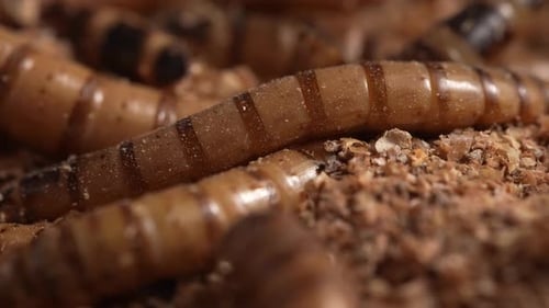 Zophobas Morio, Superworm 73
