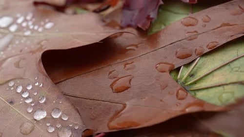 Autumn Leaves Covered in Water Droplets