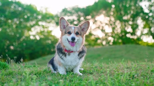 Pembroke Welsh Corgi Bokeh