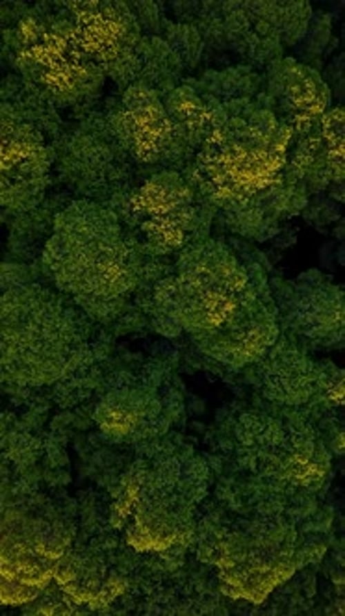 Vertical Video Aerial View Green Forest Background