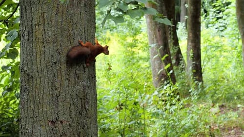 Squirrel with Fluffy Tails on the Trunk of an Old Tree