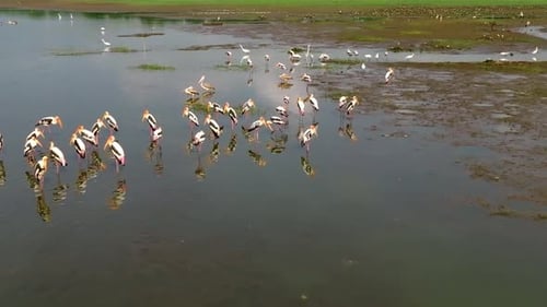 Sri Lanka wetland flock gathering on open banks