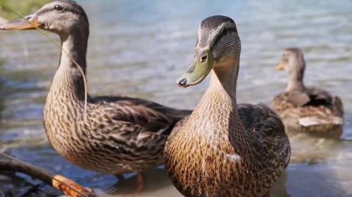 Wunderschöne Wildenten am Ufer eines Bergsees in den Alpen