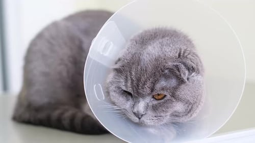 Un chat malade avec un collier vétérinaire sur la table
