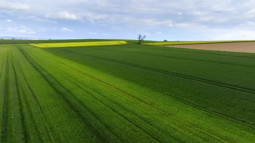 Aerial View of Green Field with Yellow Flowers