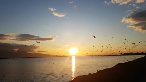 gaviotas voladoras en la orilla del mar al atardecer con voz de gaviotas