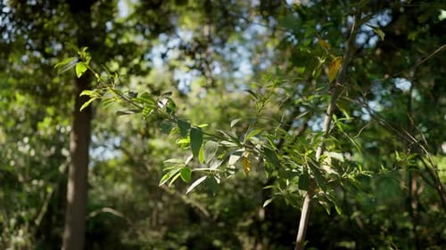 Sunlight filters through tree canopy in Athens park, slow motion