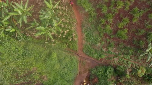 Birds eye view aerial shot of an African carrying yellow jerry cans of water up a steep track in the