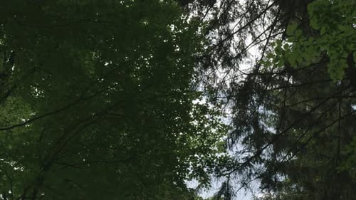 Upward view of forest canopy with moving sky perspective