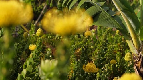 Leucospermum Yellow Plantation, CloseUp, Natural