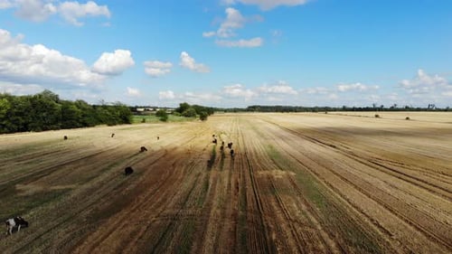 Aerial view of the cows. Drone video of the cows.